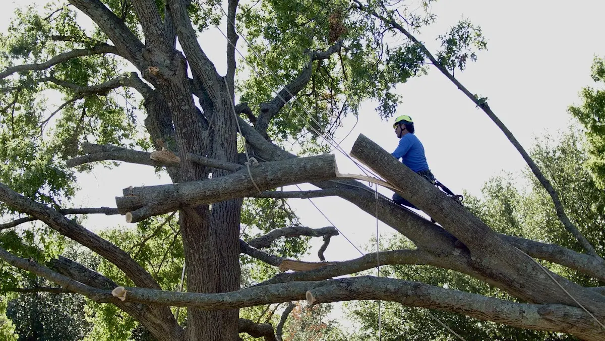 Professional Hazardous Tree Removal performed by certified arborists in Sarita