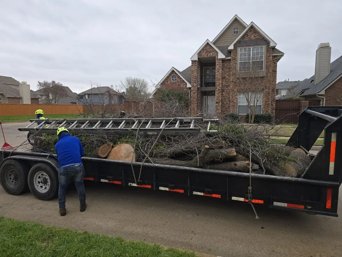 Expert Tree Fertilization with proper safety equipment in Sarita
